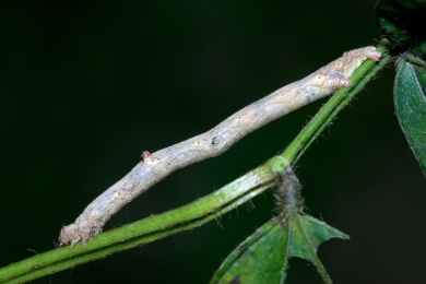 一只拟态的尺蠖栖息在野生植物上