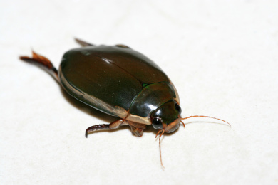 黄边大龙虱特写 黄边大龙虱