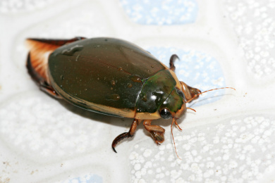 黄边大龙虱特写 黄边大龙虱