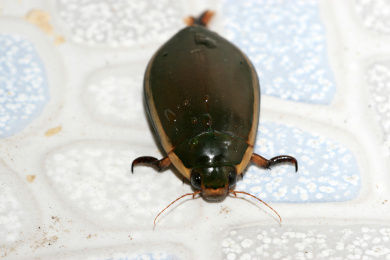 黄边大龙虱特写 黄边大龙虱