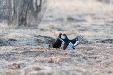 二只雄性黑琴鸡在草地上争斗