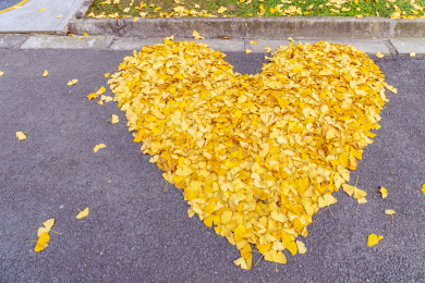 地面上黄色银杏叶堆成的心形