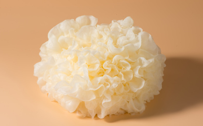 纯色背景中的新鲜食材银耳