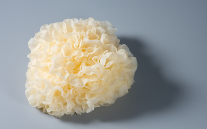 纯色背景中的新鲜食材银耳