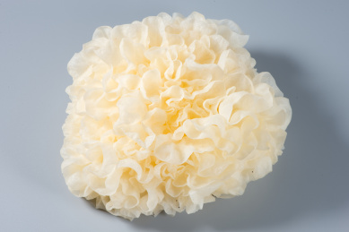 纯色背景中的新鲜食材银耳