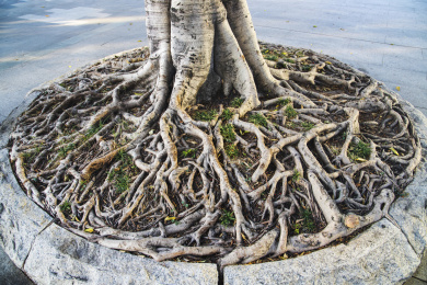 老树盘根啥造型图片