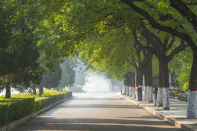 城市林荫路风景