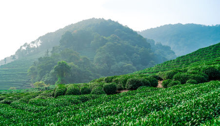 杭州西湖龙井茶园