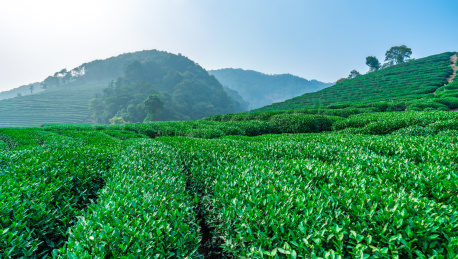 杭州西湖龙井茶园