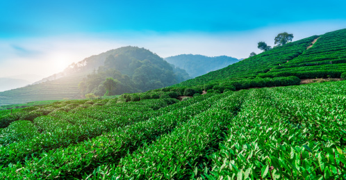 杭州西湖龙井茶园