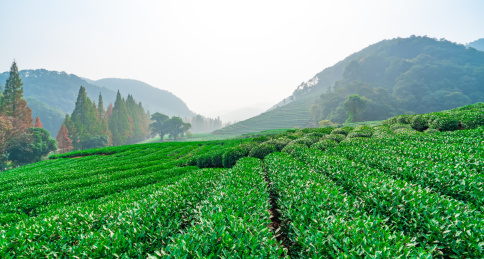 杭州西湖龙井茶园