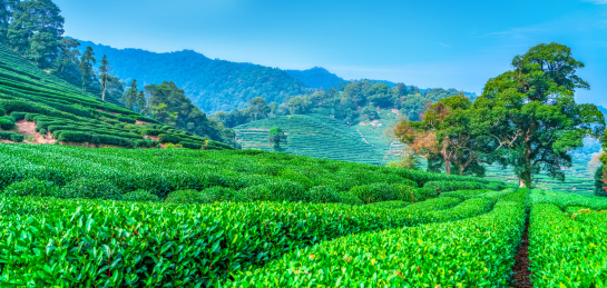 杭州西湖龙井茶园