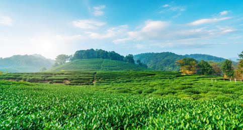 杭州西湖龙井茶园