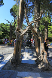 北京市故宫博物院御花园连理枝