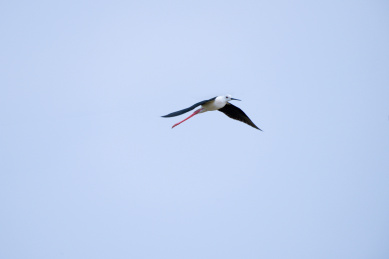 天空中飞行的一只黑翅长脚鹬