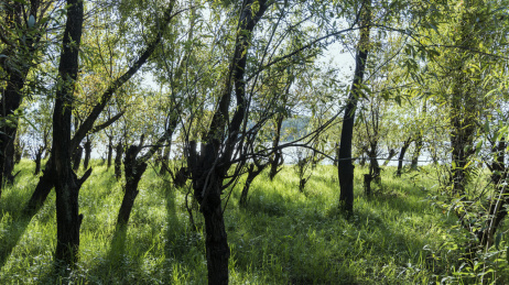云南大理洱海湖畔的小树林