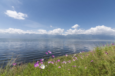 秋季云南大理洱海湖畔的格桑花