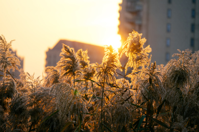 夕阳下金色发光的蒹葭芦苇