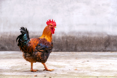 肥大的雄性家禽动物大公鸡