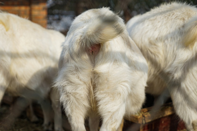 羊毛羊屁股特写 动物毛皮