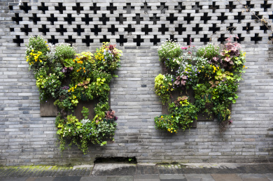 中国四川成都宽窄巷子青砖墙上的绿色植物