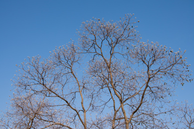 冬季蓝色天空下马路边的乌桕树木
