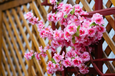 木质栅栏上的粉色鲜艳的蔷薇花