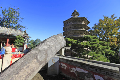 北京市门头沟区戒台寺抱塔松
