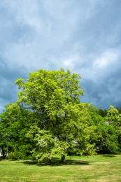 捷克著名旅游度假胜地卡罗维瓦里温泉小镇街边花园风光