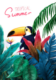 热带雨林里的大嘴鸟