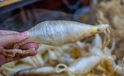 传统养生滋补食品花胶鱼胶,手拿一只鳗鱼胶 