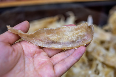 传统养生滋补食品花胶鱼胶,手拿一只白黄胶    