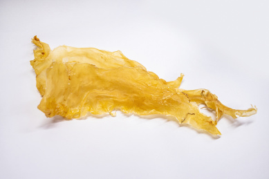 传统养生滋补食品花胶鱼胶,白背景上的鳕鱼胶 