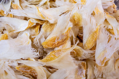 传统养生名贵滋补食品鲨鱼翅