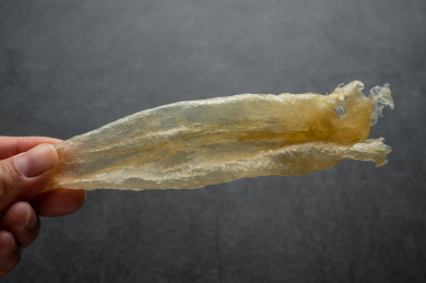 黑色背景上手拿金黄色的鳘鱼胶 
