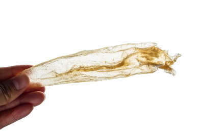 白背景上手拿一只透明的鳘鱼胶