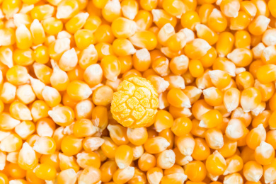 白底图晒干的玉米粒