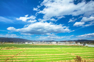 春天里的中国云南省昆明市乡下农村田园风光