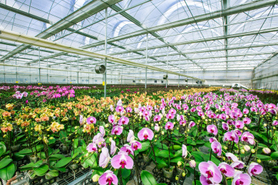 中国云南省昆明大棚内栽培的蝴蝶兰