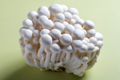 营养美味的珍稀食用菌白玉菇摆放在桌面上