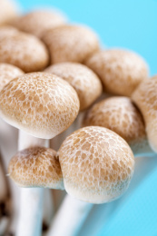 营养美味的珍稀食用菌蟹味菇摆放在桌面上
