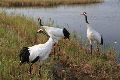黑龙江省齐齐哈尔扎龙自然保护区丹顶鹤