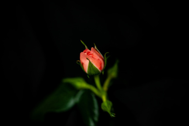 盛开的红色的鲜花月季花苞特写
