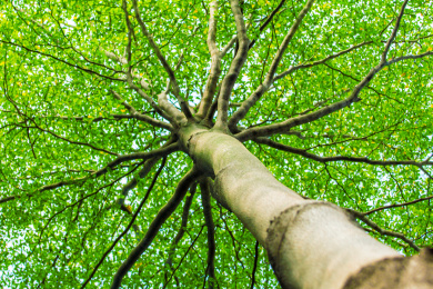 仰拍的翠绿大树树梢分枝