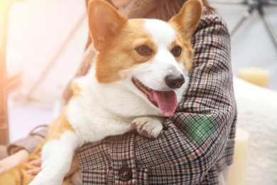 一只柯基宠物小狗被主人抱在怀里