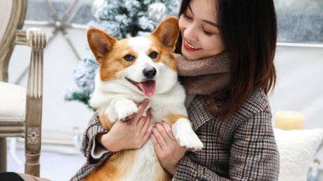 一只柯基宠物小狗被主人抱在怀里