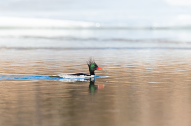 一只中华秋莎鸭在冬季的河水中
