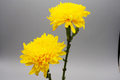 两朵盛开的黄色菊花