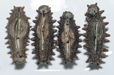 白背景泡涨的海参