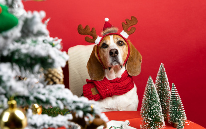 一只头戴鹿角圣诞帽的比格犬坐在圣诞树后门
